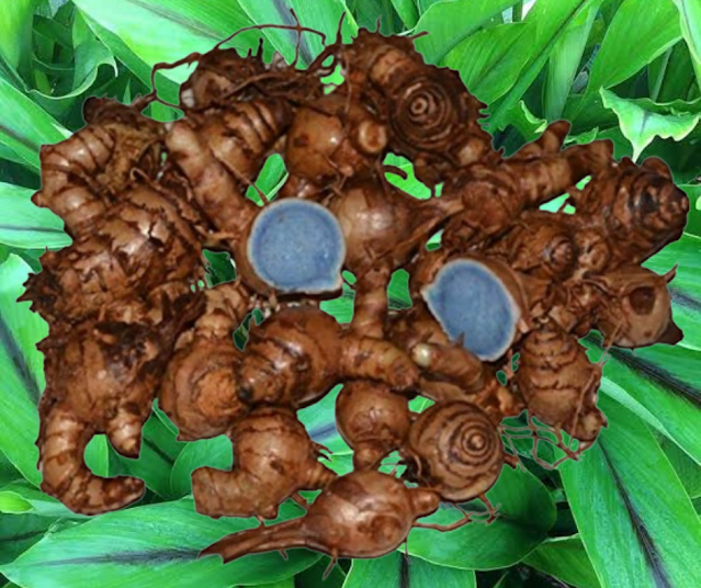 Black Turmeric