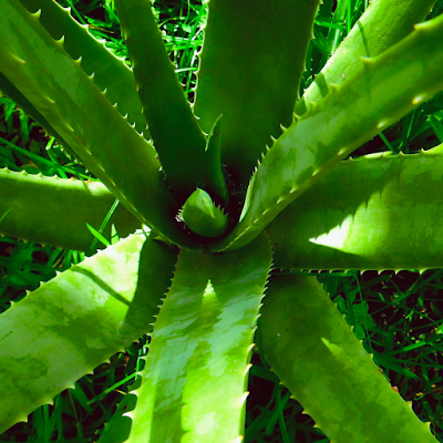 Aloe vera  Medicinal Plants 