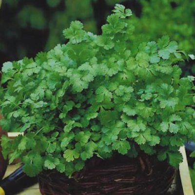 Coriander Medicinal Plants