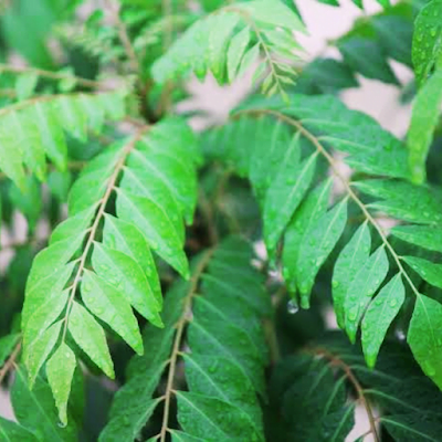 Curry leaves Medicinal Plants