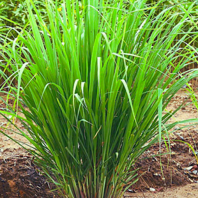 Lemongrass Medicinal Plants