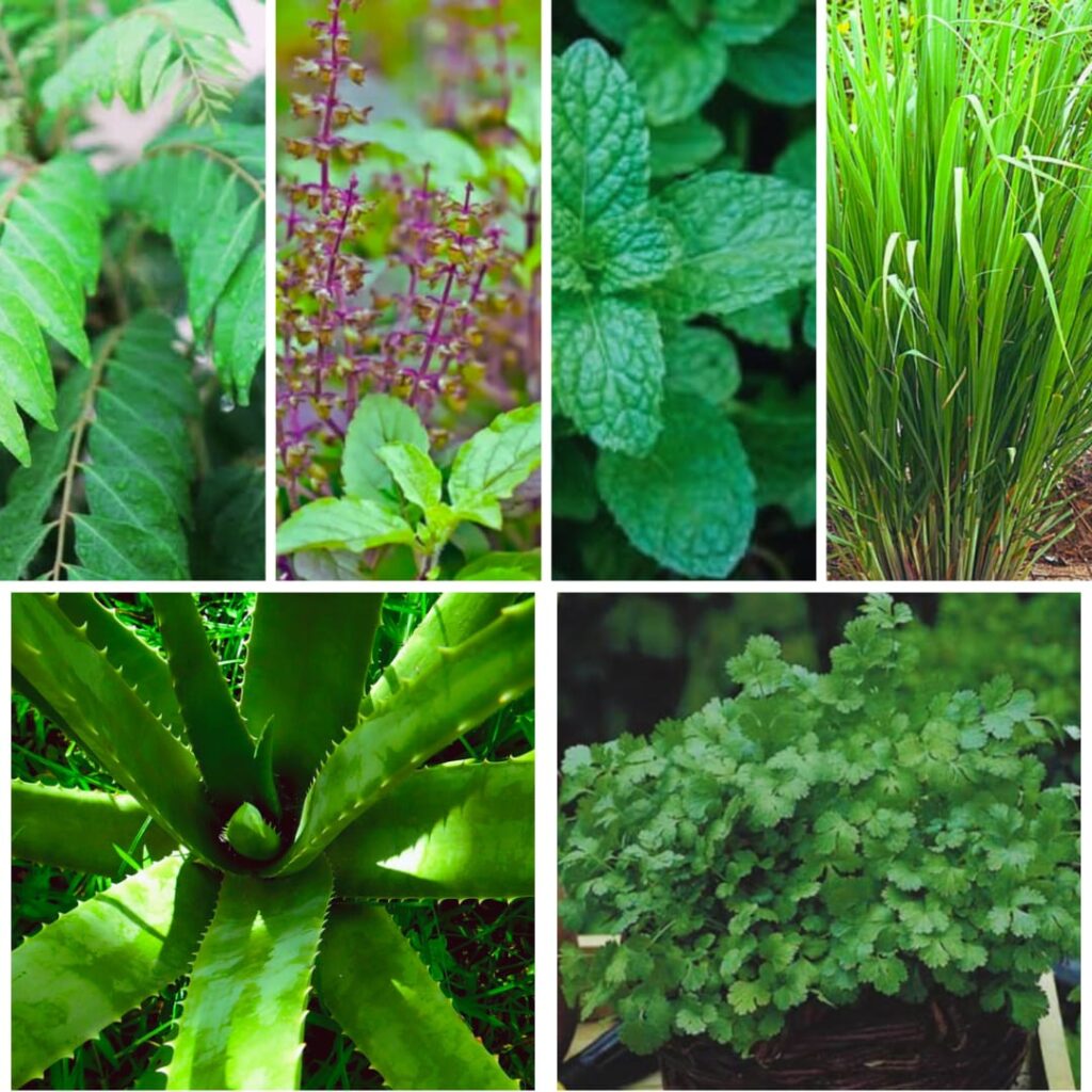 Medicinal Plants, Their Health Benefits