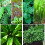 Medicinal Plants, Their Health Benefits