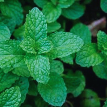 Mint Medicinal Plants