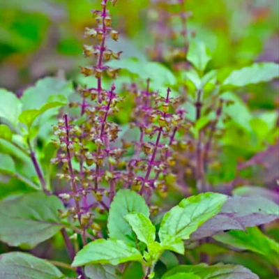 Tulsi Holy Basil Medicinal Plants