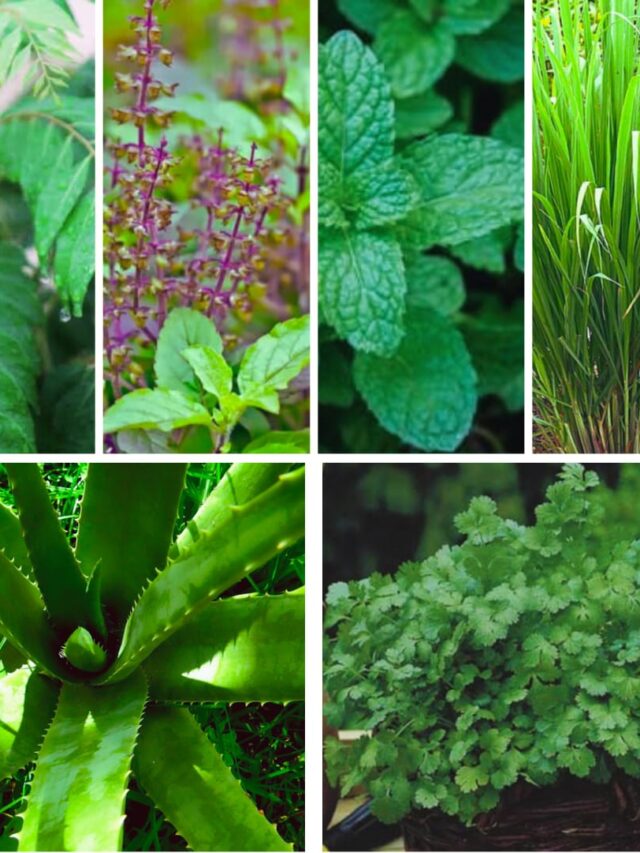 7 Medicinal Plants Around the House and Their Health Benefits