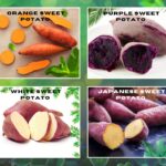 Sweet Potatoes - Healthy Superfood